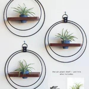 Air plant shelf + Pot