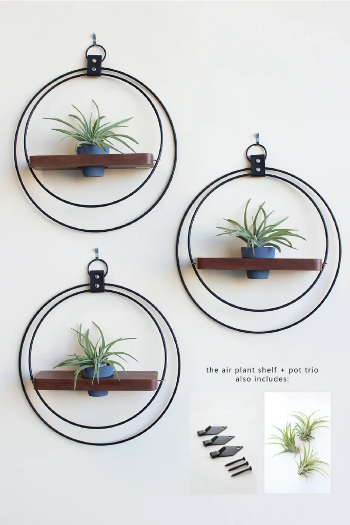 Air plant shelf + Pot